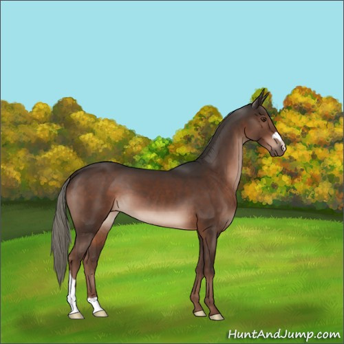 Horse Color:Liver Chestnut Mushroom 