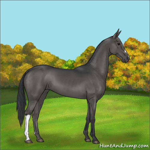Horse Color:Black Mushroom 