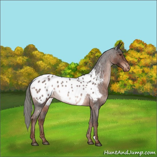Horse Color:Liver Red Roan Mushroom Blanket Rabicano 