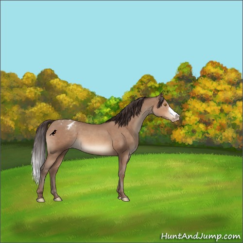 Horse Color:Sable Champagne Appaloosa