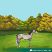 Horse Color:Sable Champagne Dun Appaloosa 