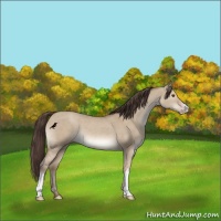 Horse Color:Classic Champagne Dun 