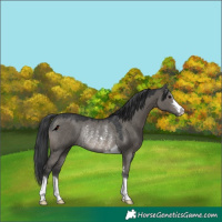 Horse Color:Grullo Rabicano 