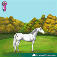 Horse Color:Silver Brown Dun Varnish Rabicano 