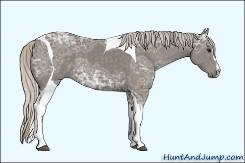 Horse Color:Silver Black Ice Sabino Tobiano 