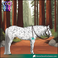 Horse Color:Black Tobiano Appaloosa 
