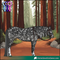 Horse Color:Black Tobiano Snowflake Varnish