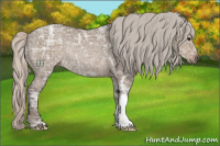 Horse Color:Silver Grullo Ice Rabicano