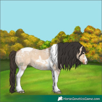 Horse Color:Bay Ice Dun Tobiano 