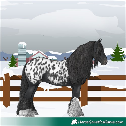 Horse Color:Black Tobiano Near Leopard 