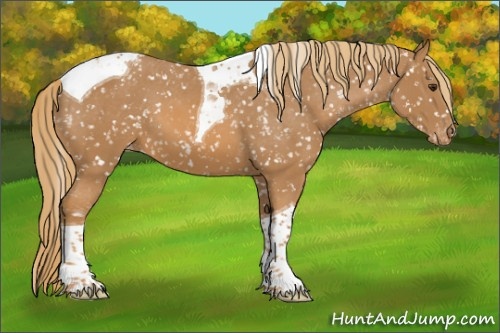 Horse Color:Chestnut Tobiano Appaloosa 