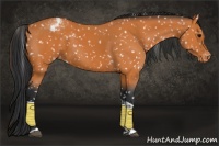 Horse Color:Bay Tobiano Appaloosa 