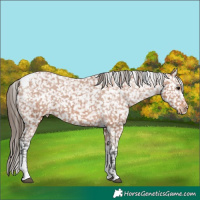 Horse Color:Bay Tobiano Snowflake Varnish