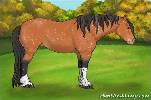 Horse Color:Bay Tobiano Appaloosa 
