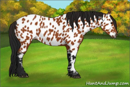 Horse Color:Gray Bay Appaloosa 