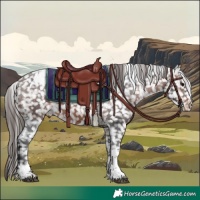 Horse Color:Brown Tobiano Appaloosa 