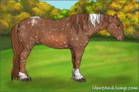 Horse Color:Chestnut Tobiano Snowflake Varnish