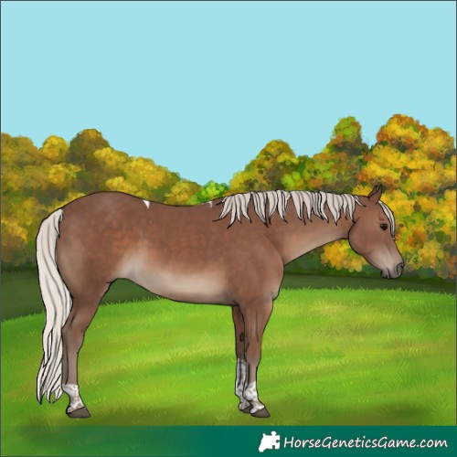 Horse Color:Silver Black Tobiano 