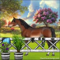 Horse Color:Bay Tobiano Rabicano 