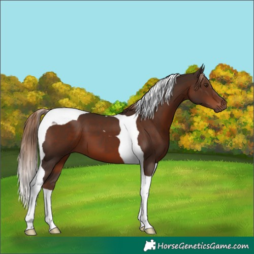 Horse Color:Liver Chestnut Tobiano