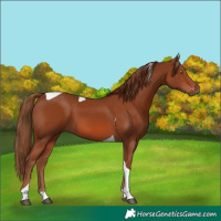 Horse Color:Chestnut Tobiano 