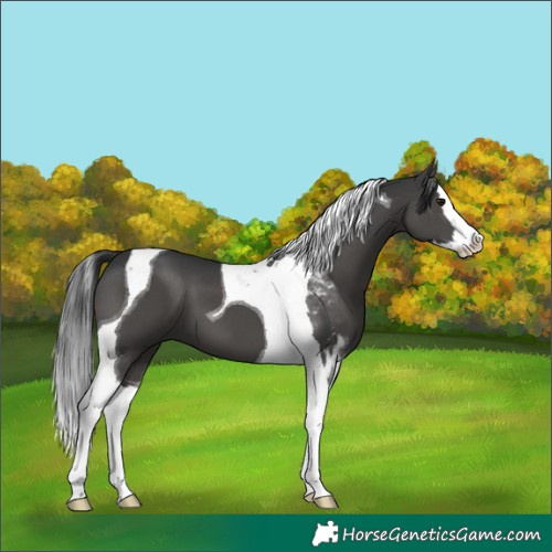 Horse Color:Black Splash Tobiano 
