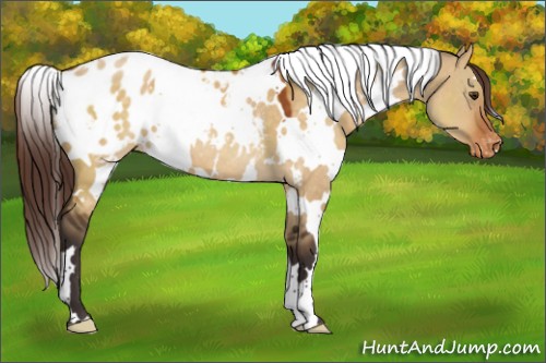 Horse Color:White Spotted Buckskin Dun Appaloosa 