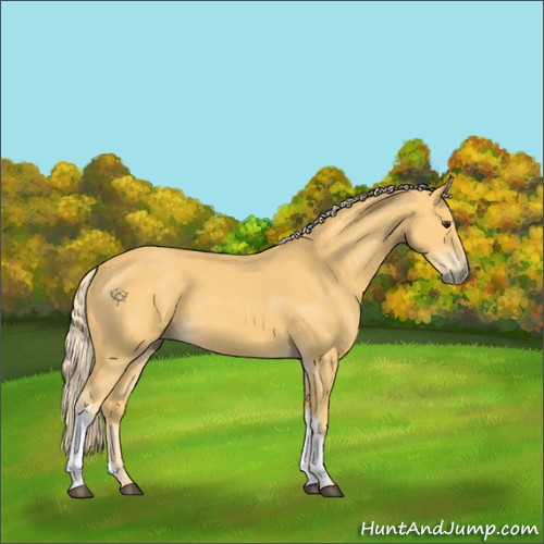 Horse Color:Palomino