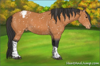 Horse Color:Bay Tobiano Appaloosa 