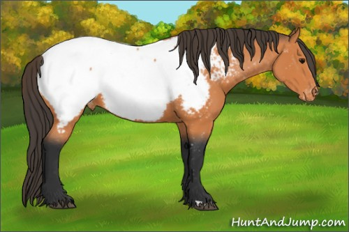 Horse Color:Bay Appaloosa