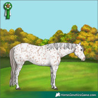 Horse Color:Bay Tobiano Appaloosa 