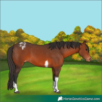 Horse Color:Brown Tobiano Appaloosa