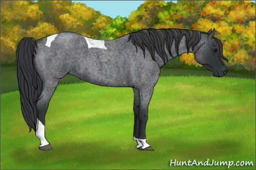 Horse Color:Blue Roan Tobiano 