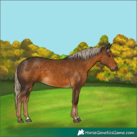 Horse Color:Chocolate Palomino 