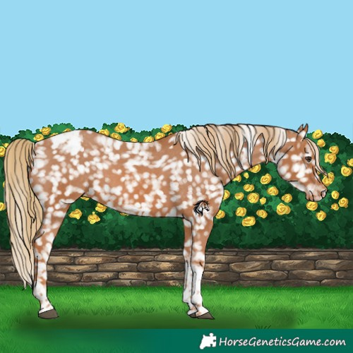 Horse Color:Chestnut Tobiano Appaloosa