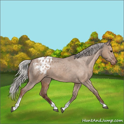 Horse Color:Silver Grullo Tobiano Appaloosa 