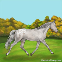Horse Color:Silver Grullo Sabino Appaloosa Rabicano 