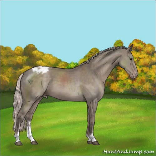 Horse Color:Silver Grullo Sabino Appaloosa 