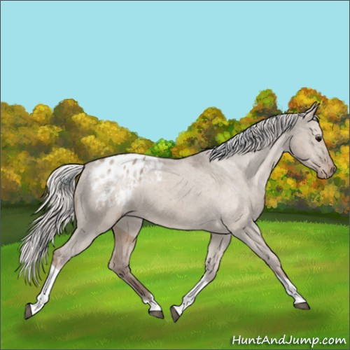 Horse Color:Silver Grullo Tobiano Appaloosa 