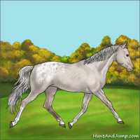 Horse Color:Silver Grullo Tobiano Appaloosa 