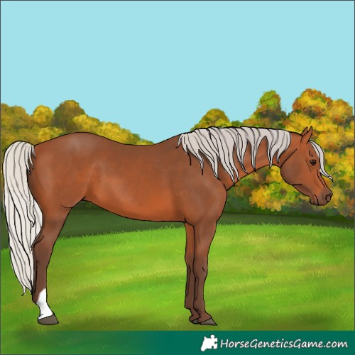 Horse Color:Silver Bay 