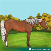 Horse Color:Silver Bay 
