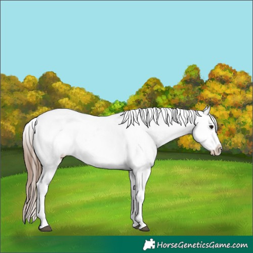 Horse Color:Bay Tobiano Appaloosa 