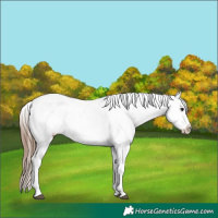 Horse Color:Bay Tobiano Appaloosa 