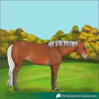 Horse Color:Silver Bay 