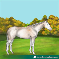 Horse Color:Cremello Splash  and Gray Cremello Splash 
