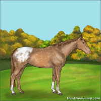 Horse Color:Chestnut Tobiano Appaloosa 