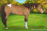 Horse Color:Buckskin Appaloosa