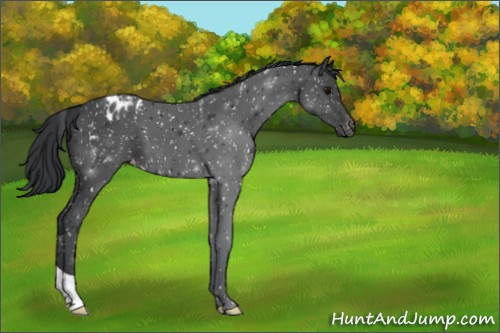 Horse Color:Black Appaloosa 