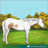 Horse Color:Chocolate Palomino Sabino Splash Tobiano 